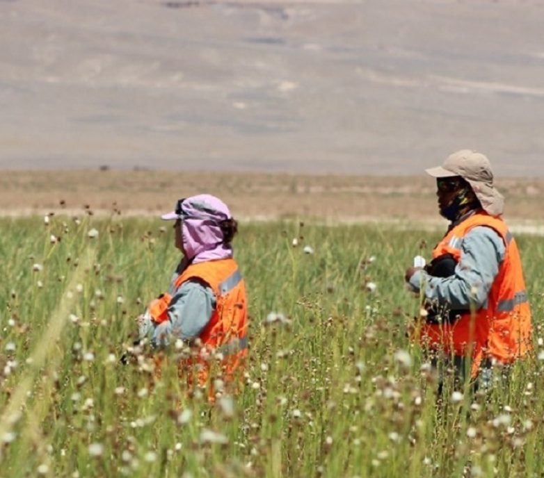 Albermarle project: Ecological Research & Nursery Operation