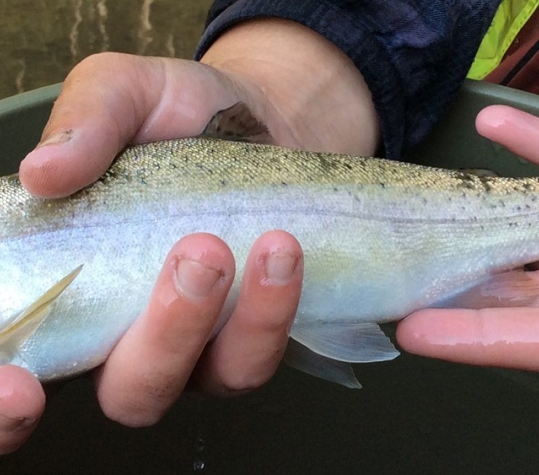 Elbow River Dam Environmental Impact Assessment