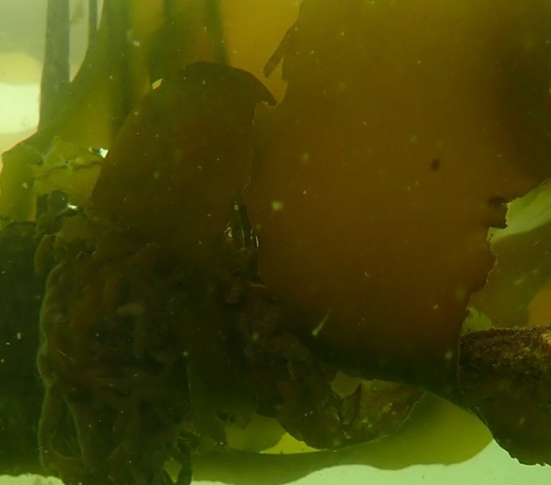 Viterra-Cascadia terminal capacity expansion: Kelp reforestation