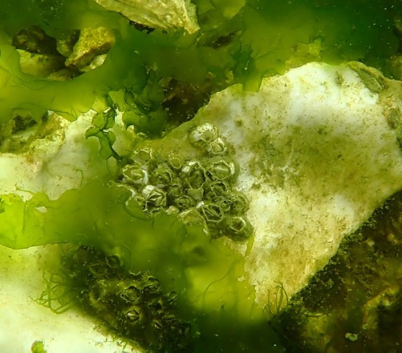 Viterra-Cascadia terminal capacity expansion: Marine habitat offsetting solutions