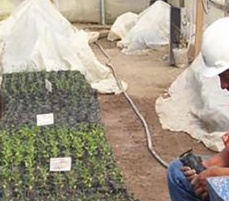 Alumbrera Copper-Gold Mine: First mining project in Argentina to develop a closure sustainability and revegetation plan